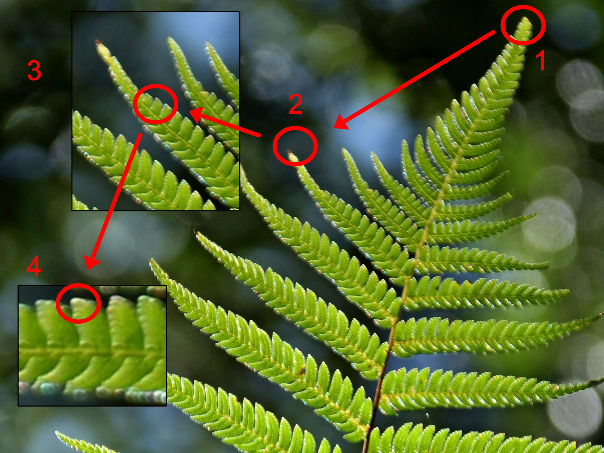 Fern_2 The Fern progression is the main leaf and the duplicate of the leafs on the leafs are all the same