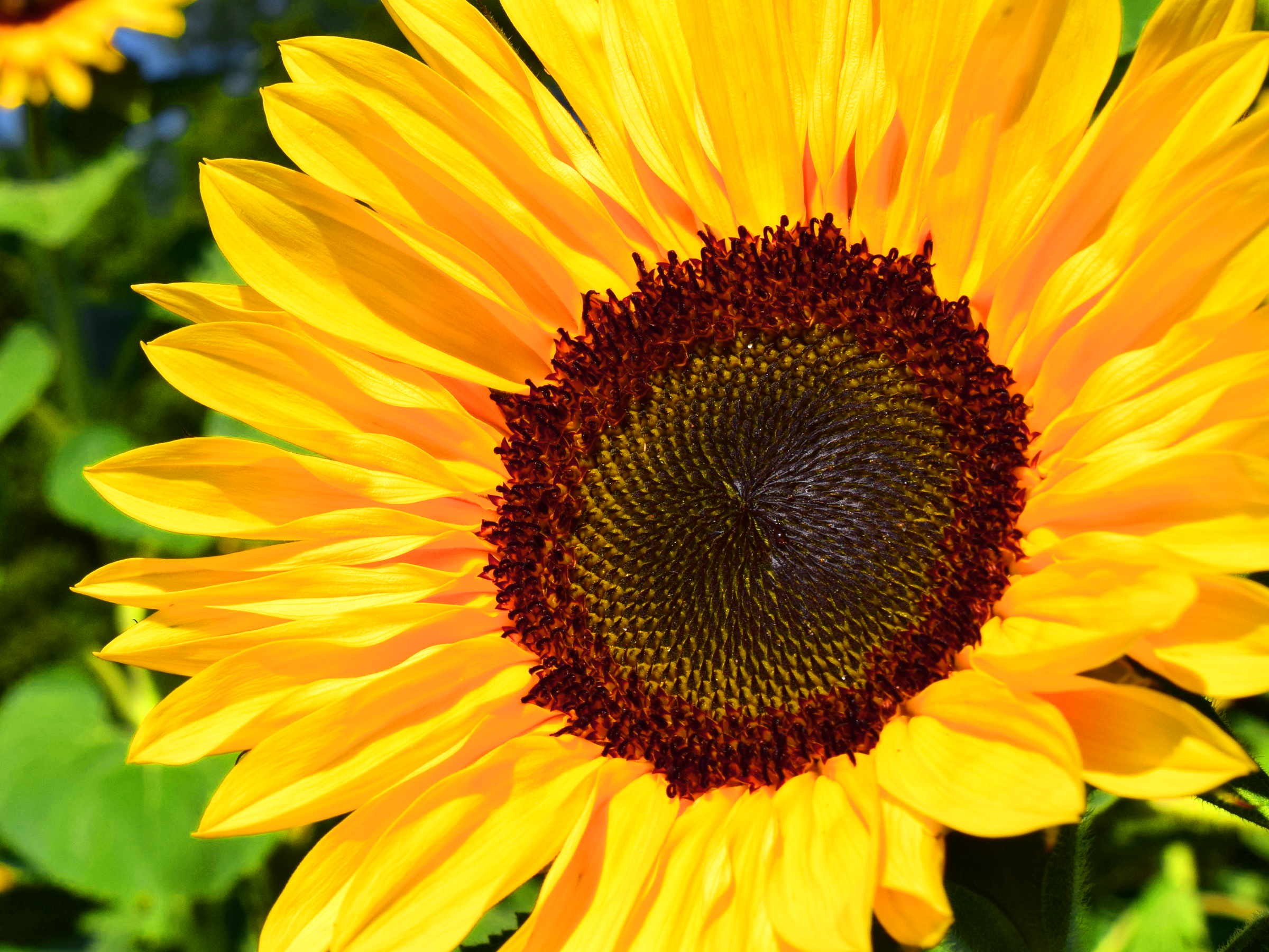sunflower The Sunflower has the golden ratio for every leaf as it relates to the vein.